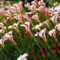 100 Pcs Rare Oxalis Versicolor Flower Seeds