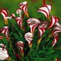 100 Pcs Rare Oxalis Versicolor Flower Seeds