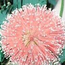 100 Pcs 6 Colors Yellow Pink Red Mimosa Pudica Bonsai Seeds