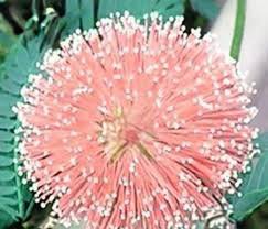 100 Pcs 6 Colors Yellow Pink Red Mimosa Pudica Bonsai Seeds