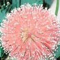 100 Pcs 6 Colors Yellow Pink Red Mimosa Pudica Bonsai Seeds