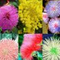 100 Pcs 6 Colors Yellow Pink Red Mimosa Pudica Bonsai Seeds