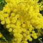 100 Pcs 6 Colors Yellow Pink Red Mimosa Pudica Bonsai Seeds