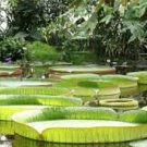 5 Pcs Victoria Amazonica Giant Waterlily Seed
