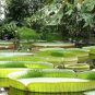 5 Pcs Victoria Amazonica Giant Waterlily Seed