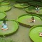 5 Pcs Victoria Amazonica Giant Waterlily Seed