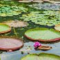 5 Pcs Victoria Amazonica Giant Waterlily Seed