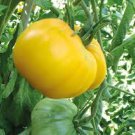 200 Pcs Tomato Yellow 'Beef Heart' Organic Vegetable Seeds 200 Pcs Tomato Yellow 'Beef Heart' Organic Vegetable Seeds
