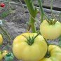 200 Pcs Tomato Yellow 'Beef Heart' Organic Vegetable Seeds