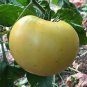 200 Pcs Tomato Yellow 'Beef Heart' Organic Vegetable Seeds