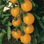 300 Pcs Tomato Yellow 'Golden Peach' Sweet Fruit Seeds