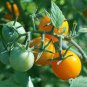 300 Pcs Tomato Yellow 'Golden Peach' Sweet Fruit Seeds