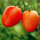 250 Pcs Cherry Tomato Red 'Manai' Fruit Seeds