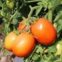 250 Pcs Cherry Tomato Red 'Manai' Fruit Seeds