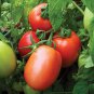 250 Pcs Cherry Tomato Red 'Manai' Fruit Seeds