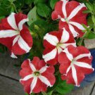 200 Pcs Petunia 'Five-pointed star' Red White Flower Seeds 200 Pcs Petunia 'Five-pointed star' Red White Flower Seeds