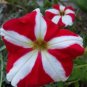 200 Pcs Petunia 'Five-pointed star' Red White Flower Seeds