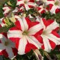 200 Pcs Petunia 'Five-pointed star' Red White Flower Seeds