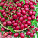 100 Pcs Tomato Cherry 'Rose Red Grape' Fruit Seeds 100 Pcs Tomato Cherry 'Rose Red Grape' Fruit Seeds