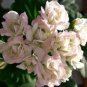 10 Pcs Geranium Purely Light Pink Compact Rosebuds