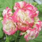10 Pcs Geranium White Red Ball Type Flower Seeds 10 Pcs Geranium White Red Ball Type Flower Seeds