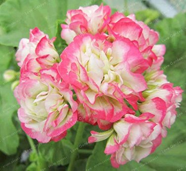 10 Pcs Geranium White Red Ball Type Flower Seeds