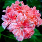 10 Pcs Geranium Pink & Dark Red Blooms Saw-toothed Petals Flower Seeds 10 Pcs Geranium Pink & Dark Red Blooms Saw-toothed Petals Flower Seeds