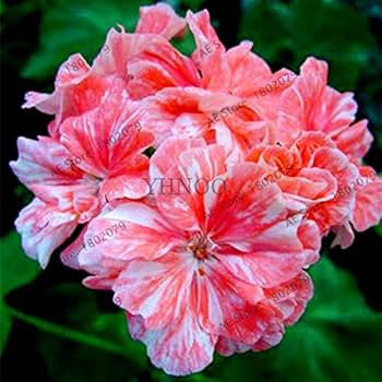 10 Pcs Geranium Pink & Dark Red Blooms Saw-toothed Petals Flower Seeds