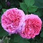 50 Pcs Heirloom Pink Rose Bush Flower Seeds