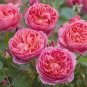50 Pcs Heirloom Pink Rose Bush Flower Seeds