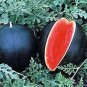20 Pcs Big Black Skin Red Seedless Watermelon Organic Seeds
