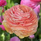20 Pcs Beautiful Flowering Blubs'Ranunculus-Persian Buttercup' New Flower Bulb