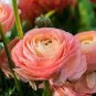 20 Pcs Beautiful Flowering Blubs'Ranunculus-Persian Buttercup' New Flower Bulb