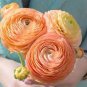 20 Pcs Beautiful Flowering Blubs'Ranunculus-Persian Buttercup' New Flower Bulb