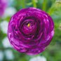 20 Pcs Beautiful Flowering Blubs'Ranunculus-Persian Buttercup' New Flower Bulb