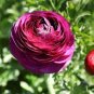 20 Pcs Beautiful Flowering Blubs'Ranunculus-Persian Buttercup' New Flower Bulb