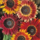 20 Pcs Evening Sun Sunflower Seeds