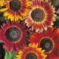 20 Pcs Evening Sun Sunflower Seeds
