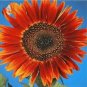 20 Pcs Evening Sun Sunflower Seeds