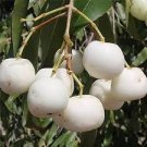 10 Pcs Rare White Apple-berry Vine Organic Seeds 10 Pcs Rare White Apple-berry Vine Organic Seeds