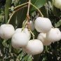 10 Pcs Rare White Apple-berry Vine Organic Seeds