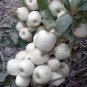 10 Pcs Rare White Apple-berry Vine Organic Seeds