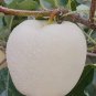 10 Pcs Rare White Apple-berry Vine Organic Seeds