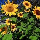 25 Pcs Ornamental Sunflower Seed Garden Flower High Germination 25 Pcs Ornamental Sunflower Seed Garden Flower High Germination