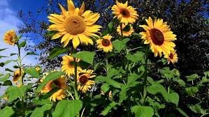 25 Pcs Ornamental Sunflower Seed Garden Flower High Germination