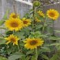 25 Pcs Ornamental Sunflower Seed Garden Flower High Germination