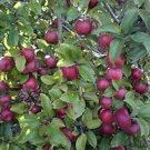10 Pcs Very Rare Red Apple LBerry Billardier aongiflora Organic Fruit Seeds