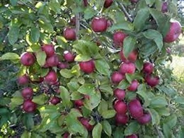 10 Pcs Very Rare Red Apple LBerry Billardier aongiflora Organic Fruit Seeds