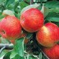 10 Pcs Very Rare Red Apple LBerry Billardier aongiflora Organic Fruit Seeds