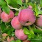 10 Pcs Very Rare Red Apple LBerry Billardier aongiflora Organic Fruit Seeds